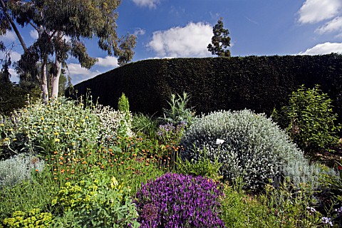 THE_DROUGHT_RESISTANT_GRAVEL_GARDEN_AT_BETH_CHATTO_GARDENS_WITH_PURPLE_LAVANDULA_IN_THE_FOREGROUND