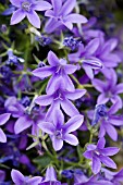 CAMPANULA PORTENSCHLAGIANA,  DALMATION BELLFLOWER.