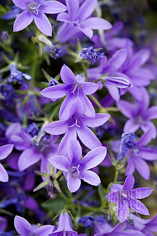 TAM191- CAMPANULA PORTENSCHLAGIANA, DALMATION BELL : Asset ...