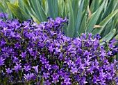 CAMPANULA PORTENSCHLAGIANA,   DALMATION BELLFLOWER.