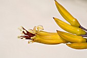 PHORMIUM,  TRICOLOUR,  NEW ZEALAND FLAX