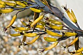 PHORMIUM,  TRICOLOUR,  NEW ZEALAND FLAX