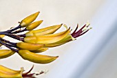 PHORMIUM,  TRICOLOUR,  NEW ZEALAND FLAX