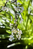 PRUNUS DOMESTICA,  VICTORIA PLUM TREE BLOSSOM