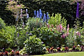 A COTTAGE GARDEN STYLE BORDER WITH  LUPINS,  DELPHINIUM,  PENSTEMON,  ASTER NOVAE ANGLIAE AND CAMPANULA.