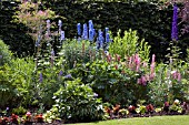 A COTTAGE GARDEN STYLE BORDER WITH  LUPINS,  DELPHINIUM,  PENSTEMON,  ASTER NOVAE ANGLIAE AND CAMPANULA.