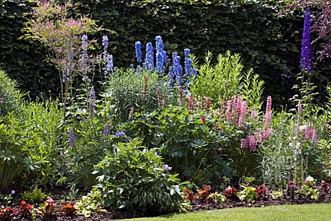 A_COTTAGE_GARDEN_STYLE_BORDER_WITH__LUPINS__DELPHINIUM__PENSTEMON__ASTER_NOVAE_ANGLIAE_AND_CAMPANULA