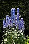 DELPHINIUM,  LARKSPUR IN JULY.