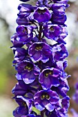 DELPHINIUM,  LARKSPUR IN JULY.