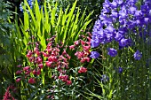 CROCOSMIA JACKANAPES BEFORE FLOWWERING WITH CAMPANULA AND PENSTEMON