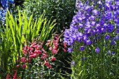 CROCOSMIA JACKANAPES BEFORE FLOWERING WITH CAMPANULA AND PENSTEMON.