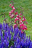 SALVIA NEMOROSA MAYKNIGHT IN FRONT OF PENSTEMON GARNET