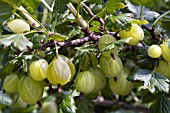 GOOSEBERRY INVICTA,  RIBES.