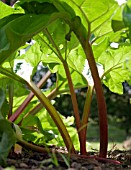 RHUBARB IN BORDER