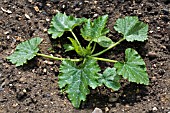 COURGETTE,  CUCURBITA PEPO. OR ZUCCHINI AS A YOUNG PLANT IN JULY.