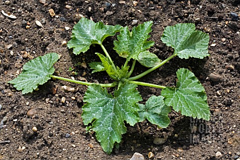 COURGETTE__CUCURBITA_PEPO_OR_ZUCCHINI_AS_A_YOUNG_PLANT_IN_JULY