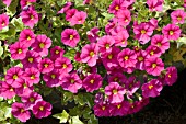 PETUNIA,  CARILLON VIOLET