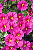 PETUNIA,  CARILLON VIOLET