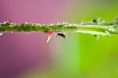 A THORNY PROBLEM,  GREENFLY AND BLACKFLY INFESTING A ROSE STEM