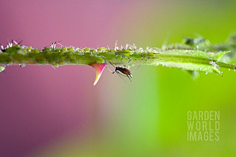 A_THORNY_PROBLEM__GREENFLY_AND_BLACKFLY_INFESTING_A_ROSE_STEM