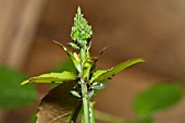 A THORNY PROBLEM,  GREENFLY AND BLACKFLY INFESTING A ROSE STEM