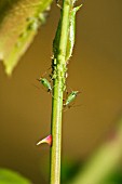 A THORNY PROBLEM,  GREENFLY INFESTING A ROSE STEM