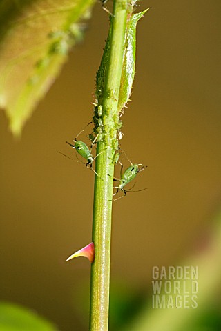 A_THORNY_PROBLEM__GREENFLY_INFESTING_A_ROSE_STEM