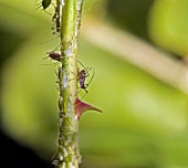 A THORNY PROBLEM,  GREENFLY AND BLACKFLY INFESTING A ROSE STEM