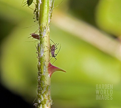 A_THORNY_PROBLEM__GREENFLY_AND_BLACKFLY_INFESTING_A_ROSE_STEM