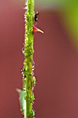 A THORNY PROBLEM,  GREENFLY AND BLACKFLY INFESTING A ROSE STEM