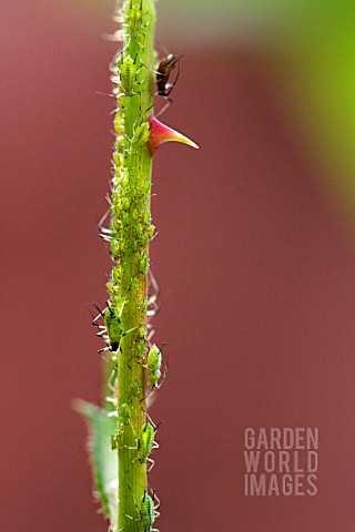 A_THORNY_PROBLEM__GREENFLY_AND_BLACKFLY_INFESTING_A_ROSE_STEM