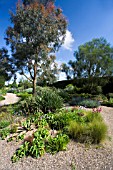 THE DROUGHT RESISTANT GRAVEL GARDEN AT BETH CHATTO GARDENS.