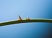 A THORNY PROBLEM,  GREENFLY INFESTING A ROSE STEM.