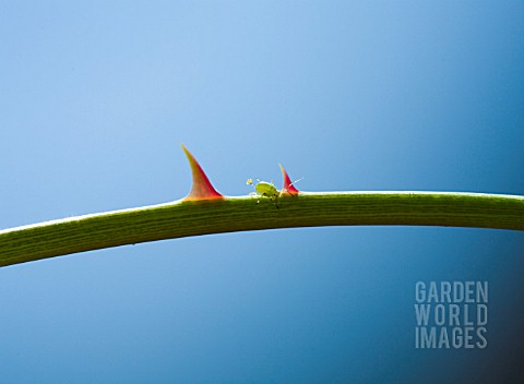 A_THORNY_PROBLEM__GREENFLY_INFESTING_A_ROSE_STEM