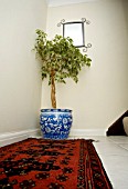 FICUS VARIEGATA,  WEEPING FIG,  IN HALLWAY