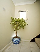 FICUS VARIEGATA,  WEEPING FIG,  IN HALLWAY