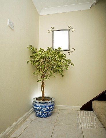 FICUS_VARIEGATA__WEEPING_FIG__IN_HALLWAY