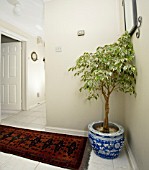 FICUS VARIEGATA,  WEEPING FIG,  IN HALLWAY