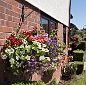 HANGING BASKET CONTAINING PETUNIA,  PELARGONIUM,  FUSCHIA,  AND LOBELIA.