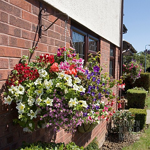 HANGING_BASKET_CONTAINING_PETUNIA__PELARGONIUM__FUSCHIA__AND_LOBELIA