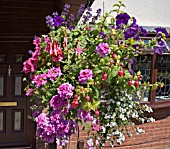 HANGING BASKET CONTAINING PETUNIA,  FUSCHIA,  VERBENA