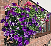 HANGING BASKET WITH PETUNIA,  PELARGONIUM,  FUSCHIA,  AND LOBELIA