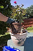 POTTING ON DAHLIA ROXY, (BEDDING PLANT),  INTO A POT AS A SPECIMEN PLANT.