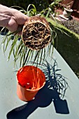 CHECKING THE ROOTS OF AN DRACAENA MARGINATA,  THE ROOTBALL IS ESTABLISHED AND GROWING WELL. IT CAN BE RE POTTED AT THIS STAGE.