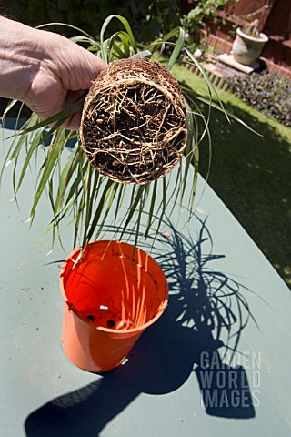 CHECKING_THE_ROOTS_OF_AN_DRACAENA_MARGINATA__THE_ROOTBALL_IS_ESTABLISHED_AND_GROWING_WELL_IT_CAN_BE_