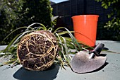 CHECKING THE ROOTS OF AN DRACAENA MARGINATA,  THE ROOTBALL IS ESTABLISHED AND GROWING WELL. IT CAN BE RE POTTED AT THIS STAGE.