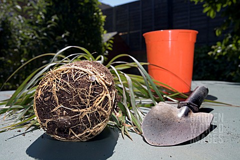 CHECKING_THE_ROOTS_OF_AN_DRACAENA_MARGINATA__THE_ROOTBALL_IS_ESTABLISHED_AND_GROWING_WELL_IT_CAN_BE_