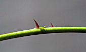 A THORNY PROBLEM,  GREENFLY INFESTING A ROSE STEM