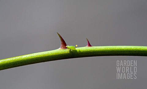 A_THORNY_PROBLEM__GREENFLY_INFESTING_A_ROSE_STEM