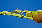 GREENFLY INFESTING A ROSE STEM